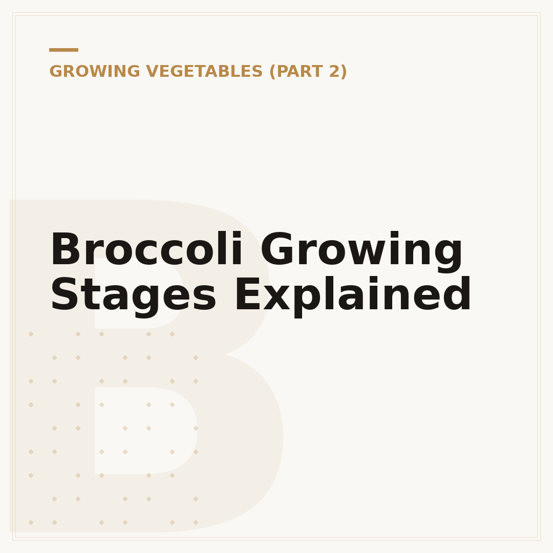 Broccoli Growing Stages Explained