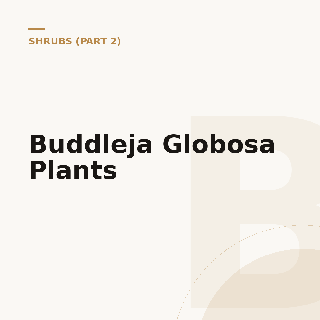 Buddleja Globosa Plants