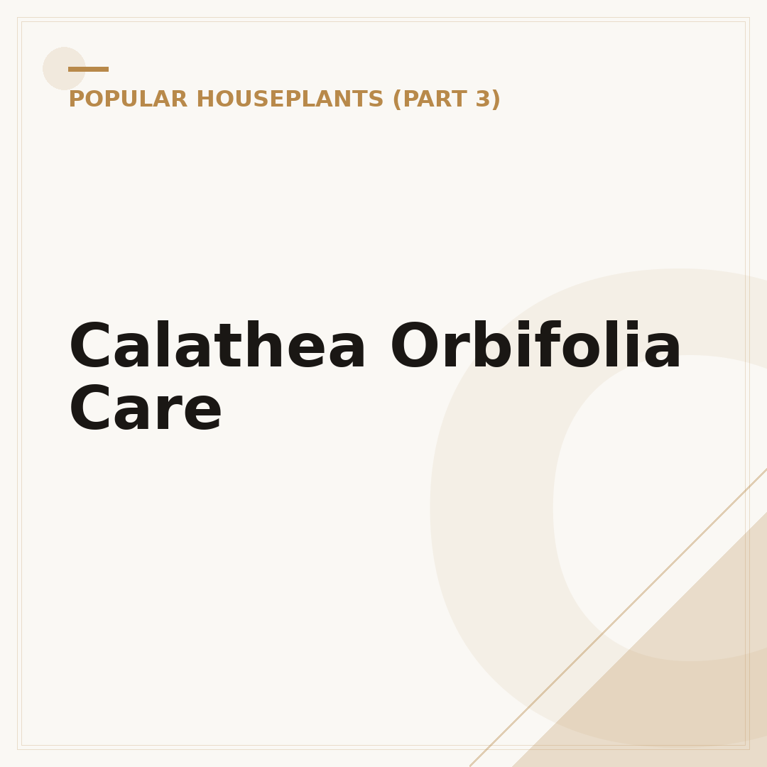Calathea Orbifolia Care