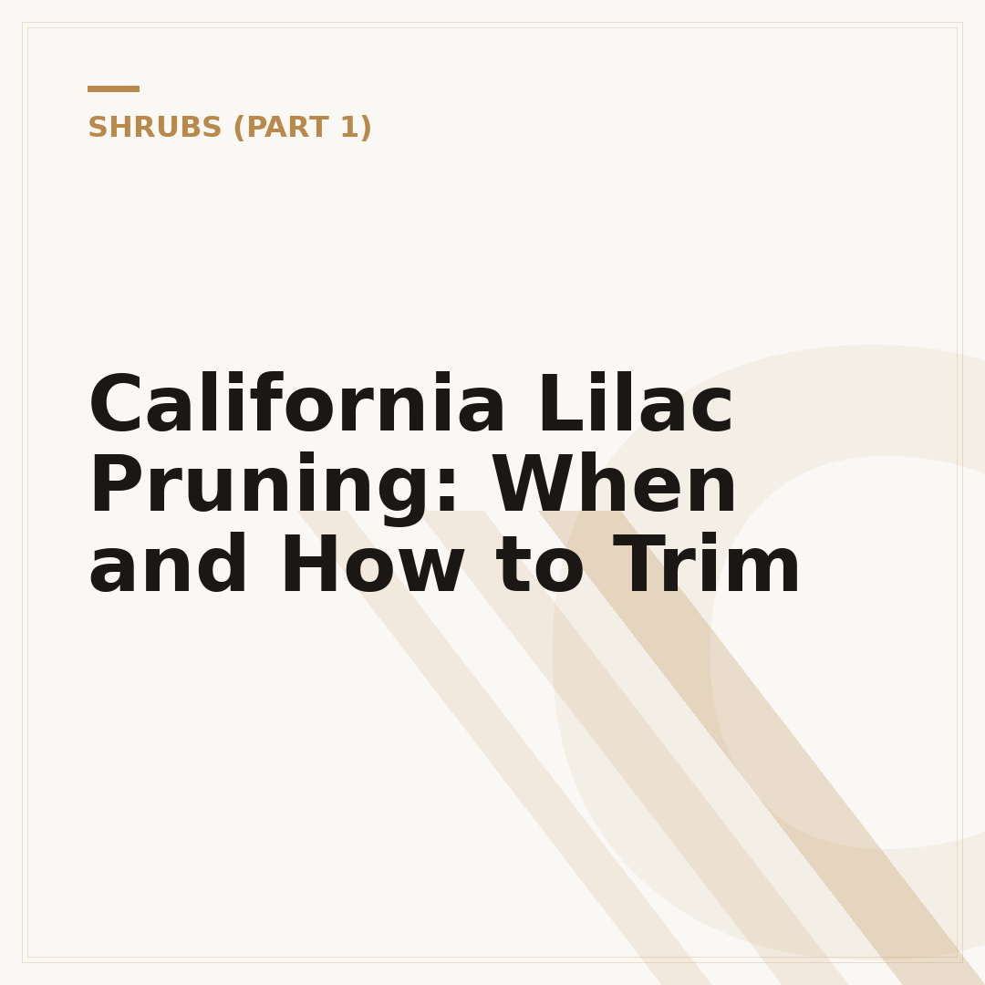 California Lilac Pruning: When and How to Trim
