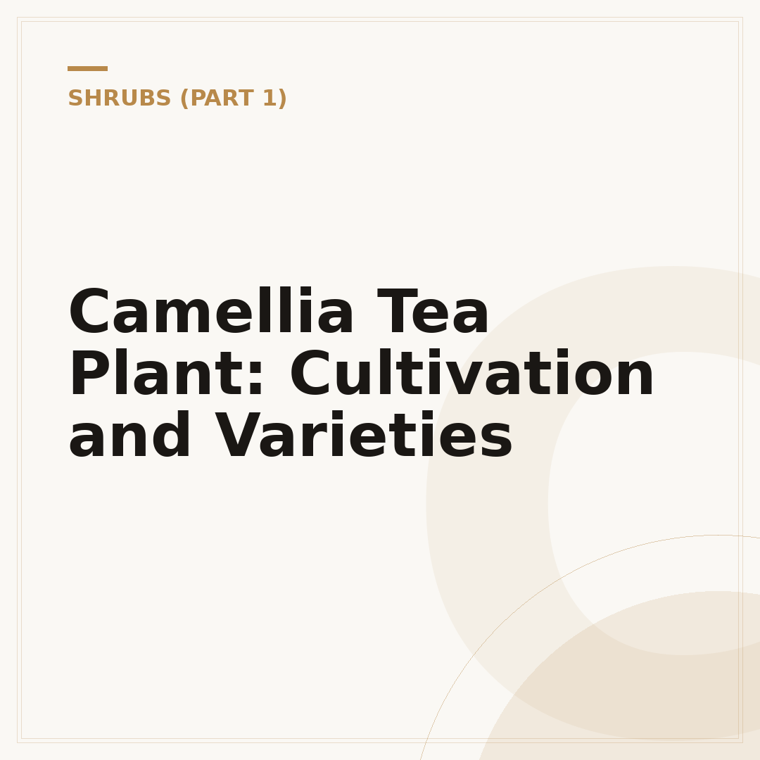 Camellia Tea Plant: Cultivation and Varieties