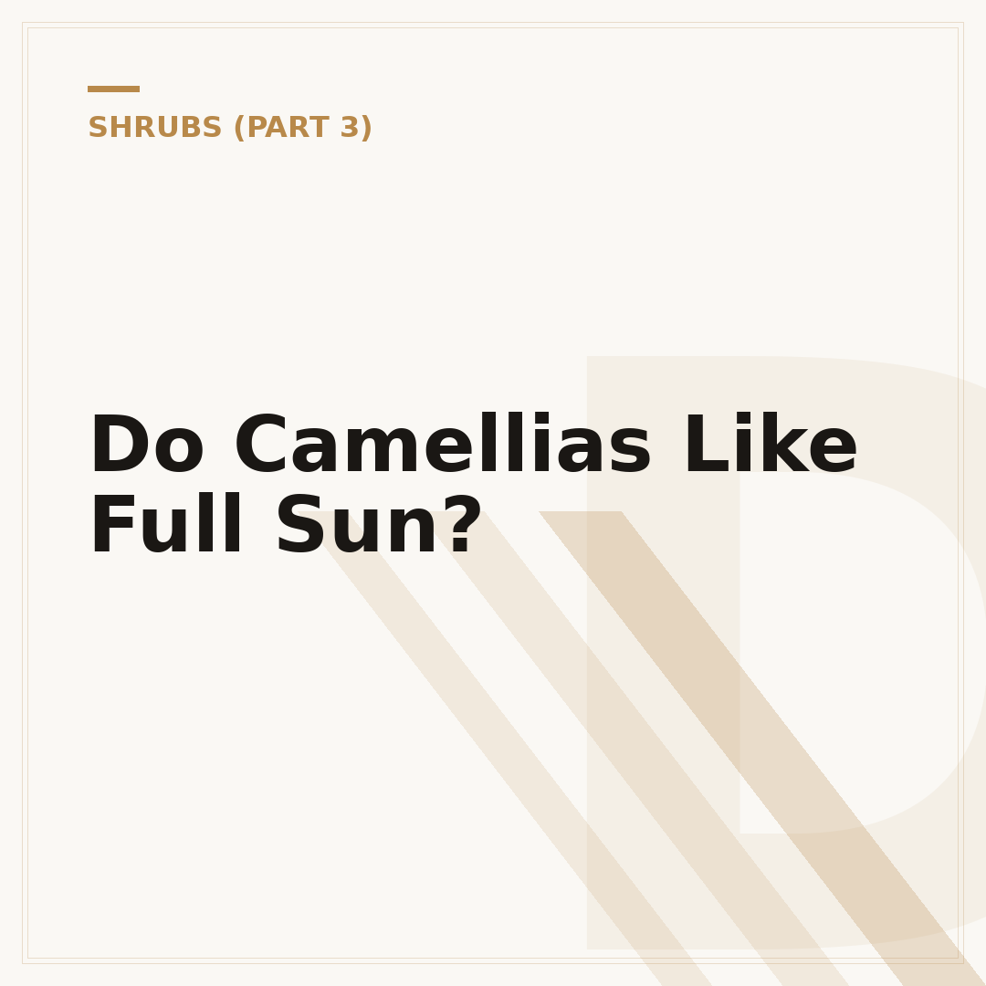 Do Camellias Like Full Sun?