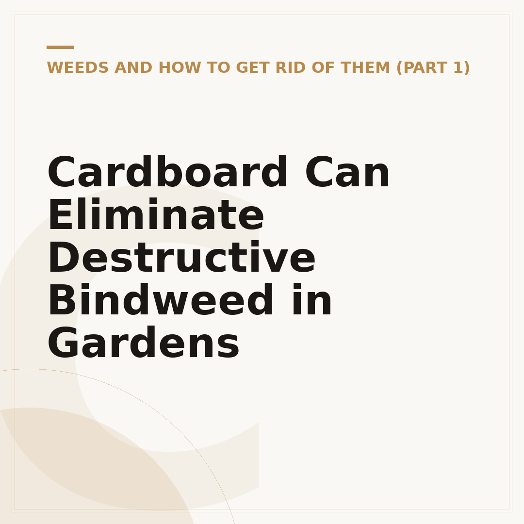 Cardboard Can Eliminate Destructive Bindweed in Gardens
