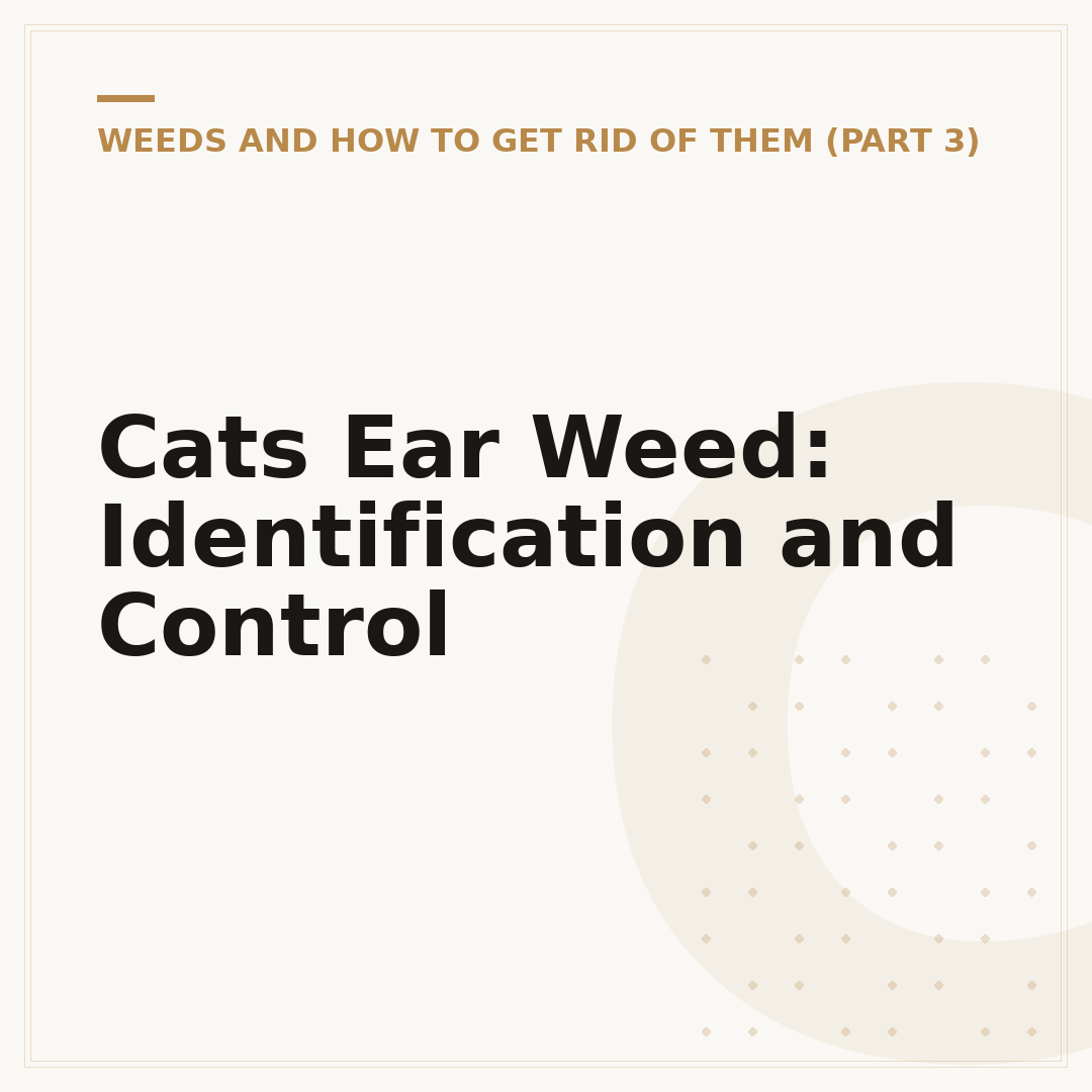 Cats Ear Weed: Identification and Control