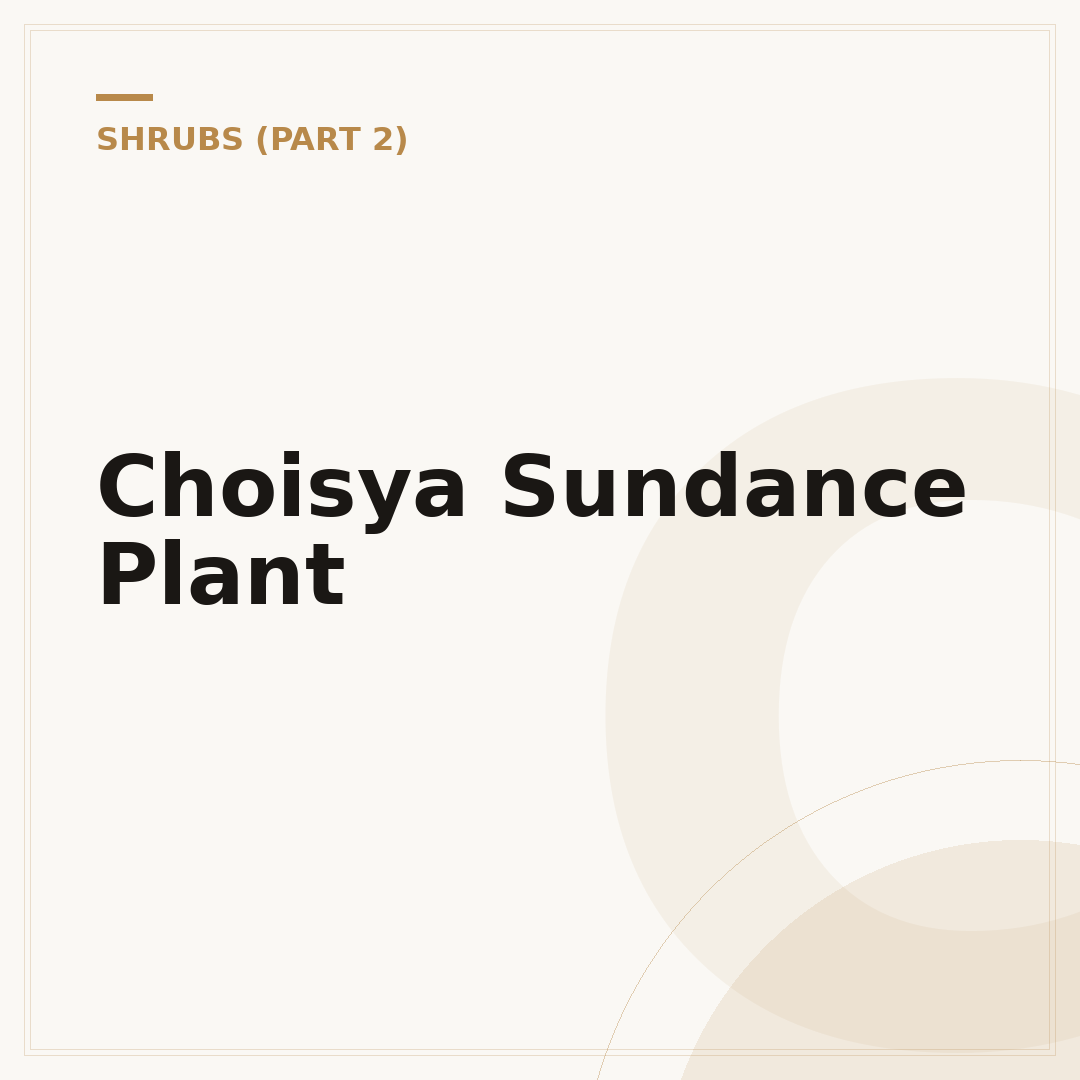 Choisya Sundance Plant
