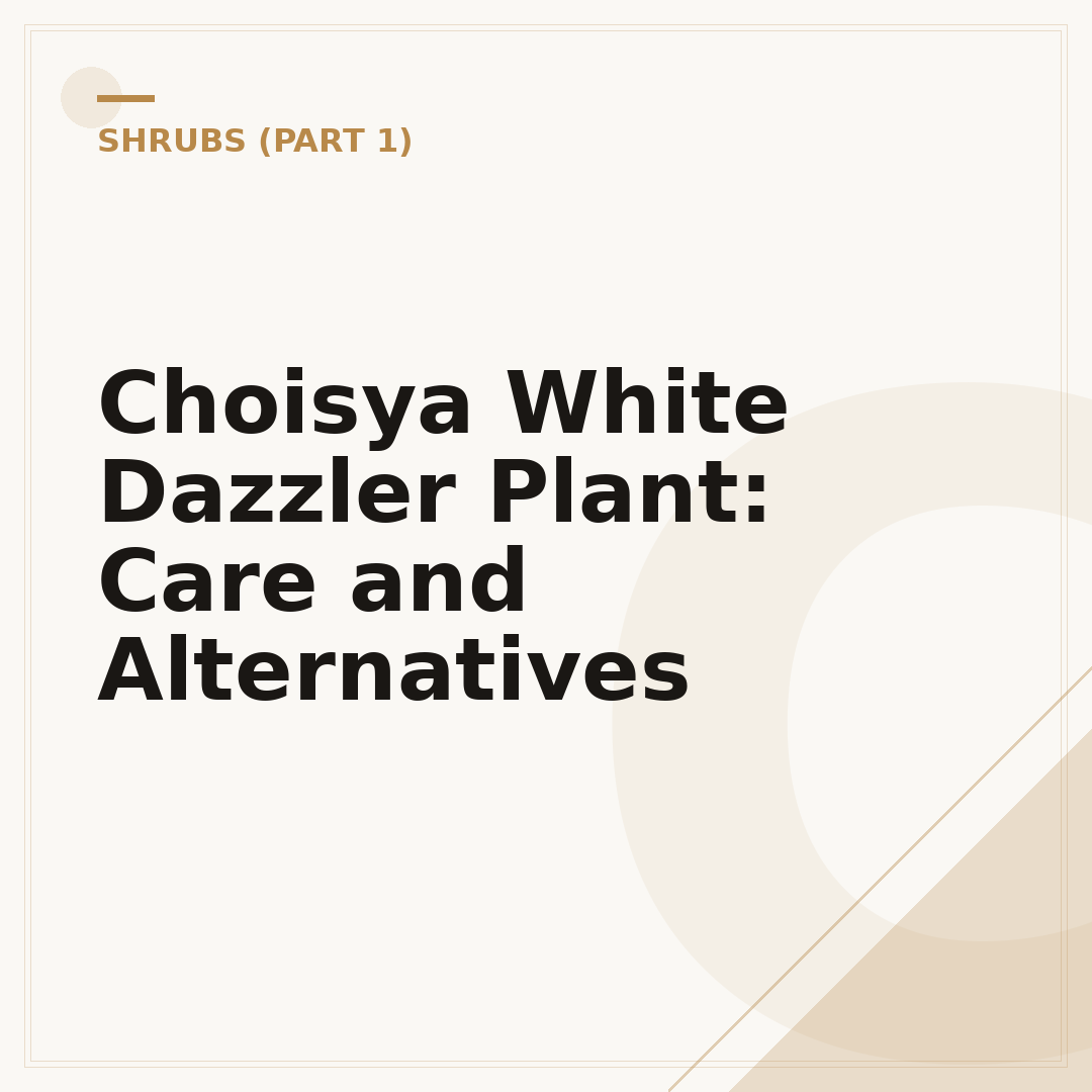 Choisya White Dazzler Plant: Care and Alternatives