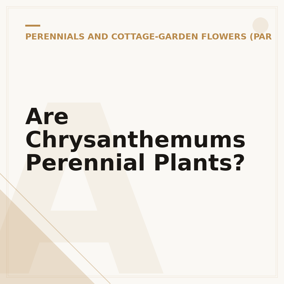 Are Chrysanthemums Perennial Plants?