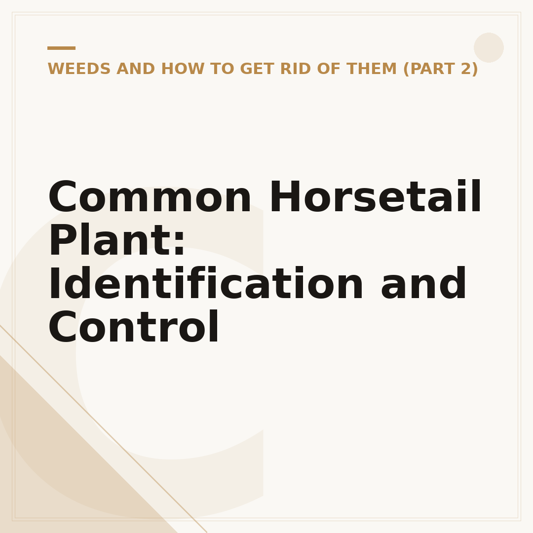 Common Horsetail Plant: Identification and Control