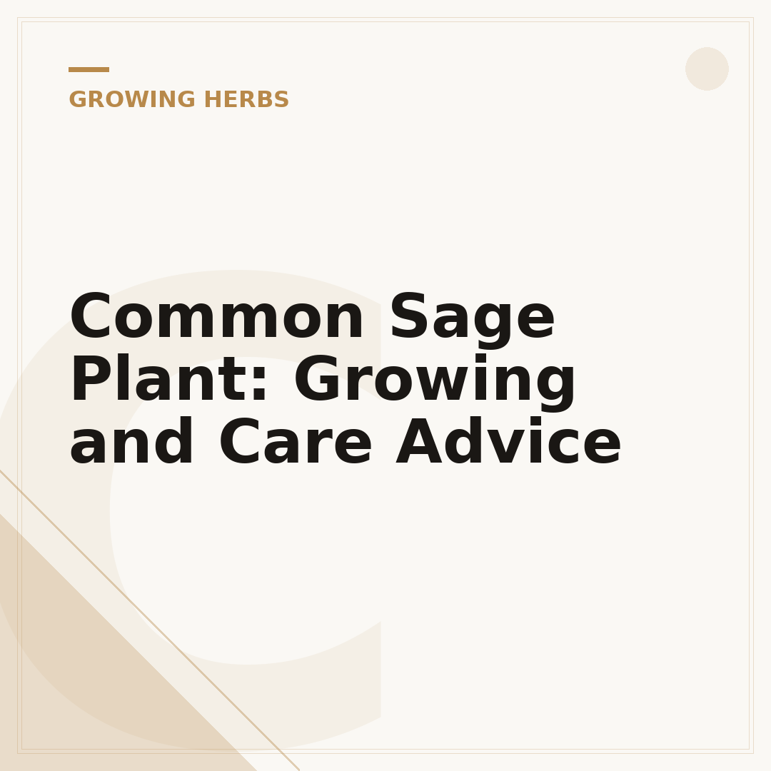 Common Sage Plant: Growing and Care Advice