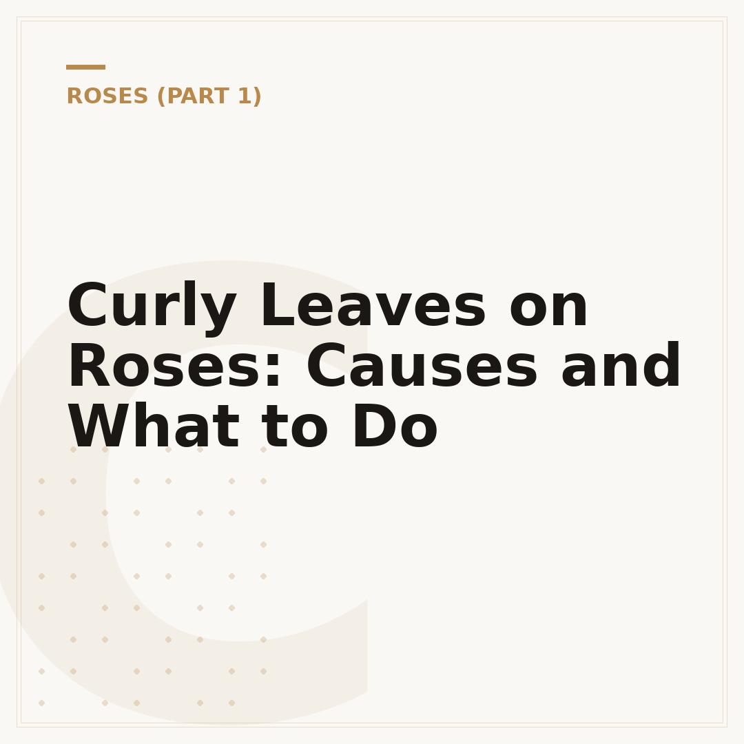 Curly Leaves on Roses: Causes and What to Do