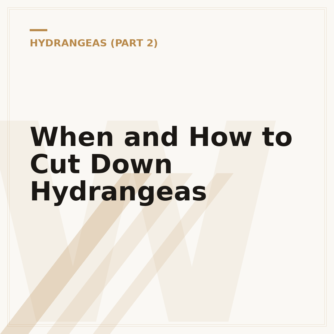 When and How to Cut Down Hydrangeas