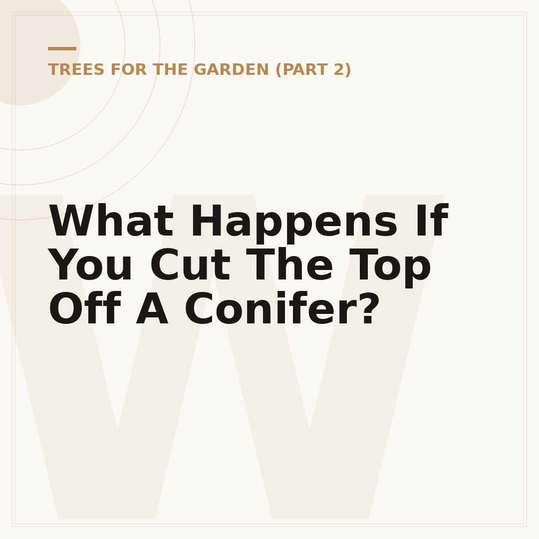 What Happens If You Cut The Top Off A Conifer?