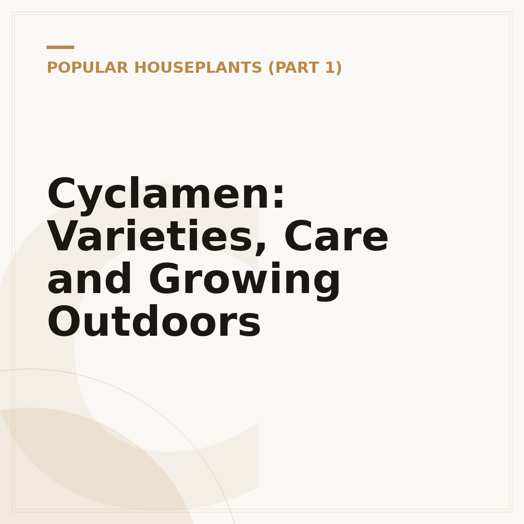Cyclamen: Varieties, Care and Growing Outdoors