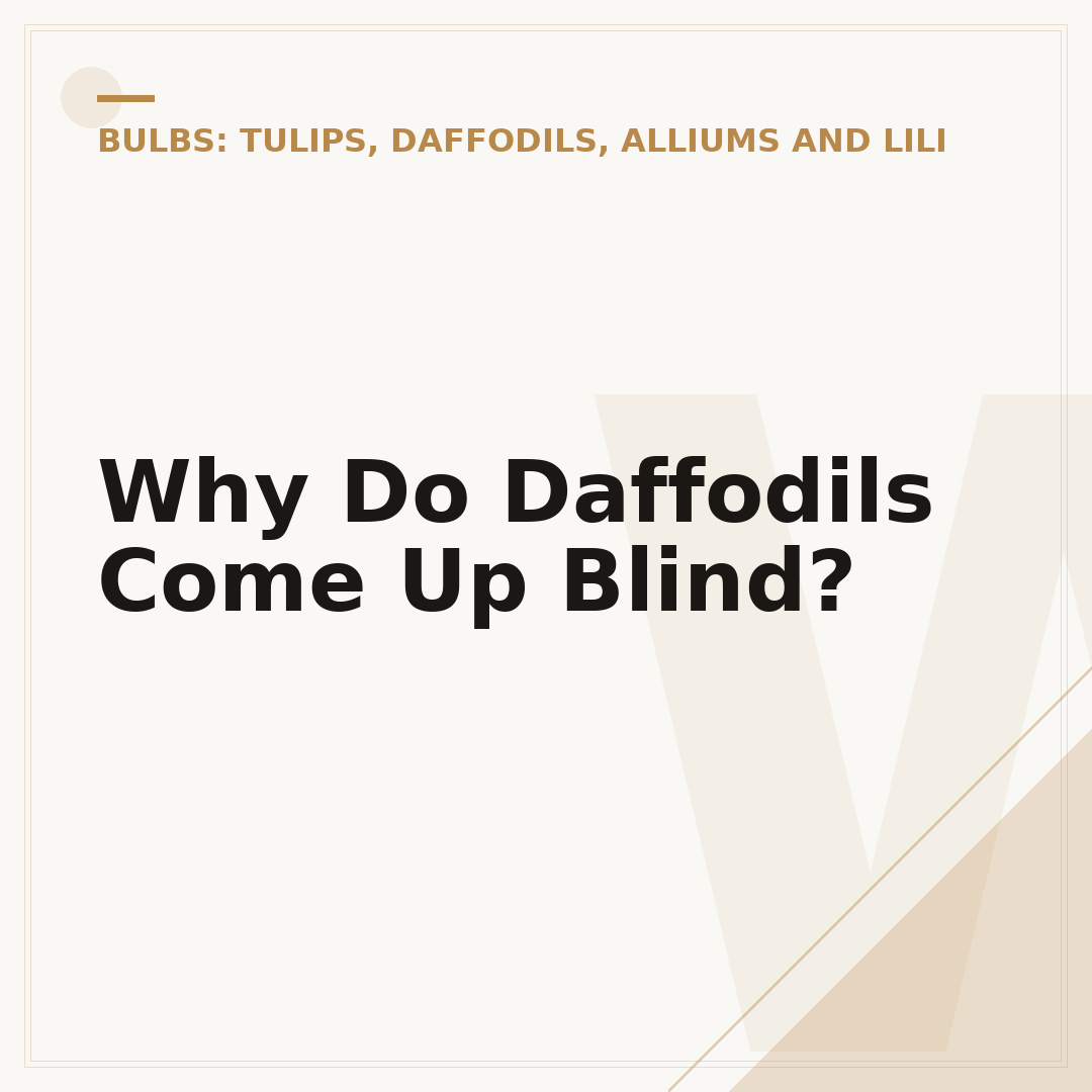 Why Do Daffodils Come Up Blind?