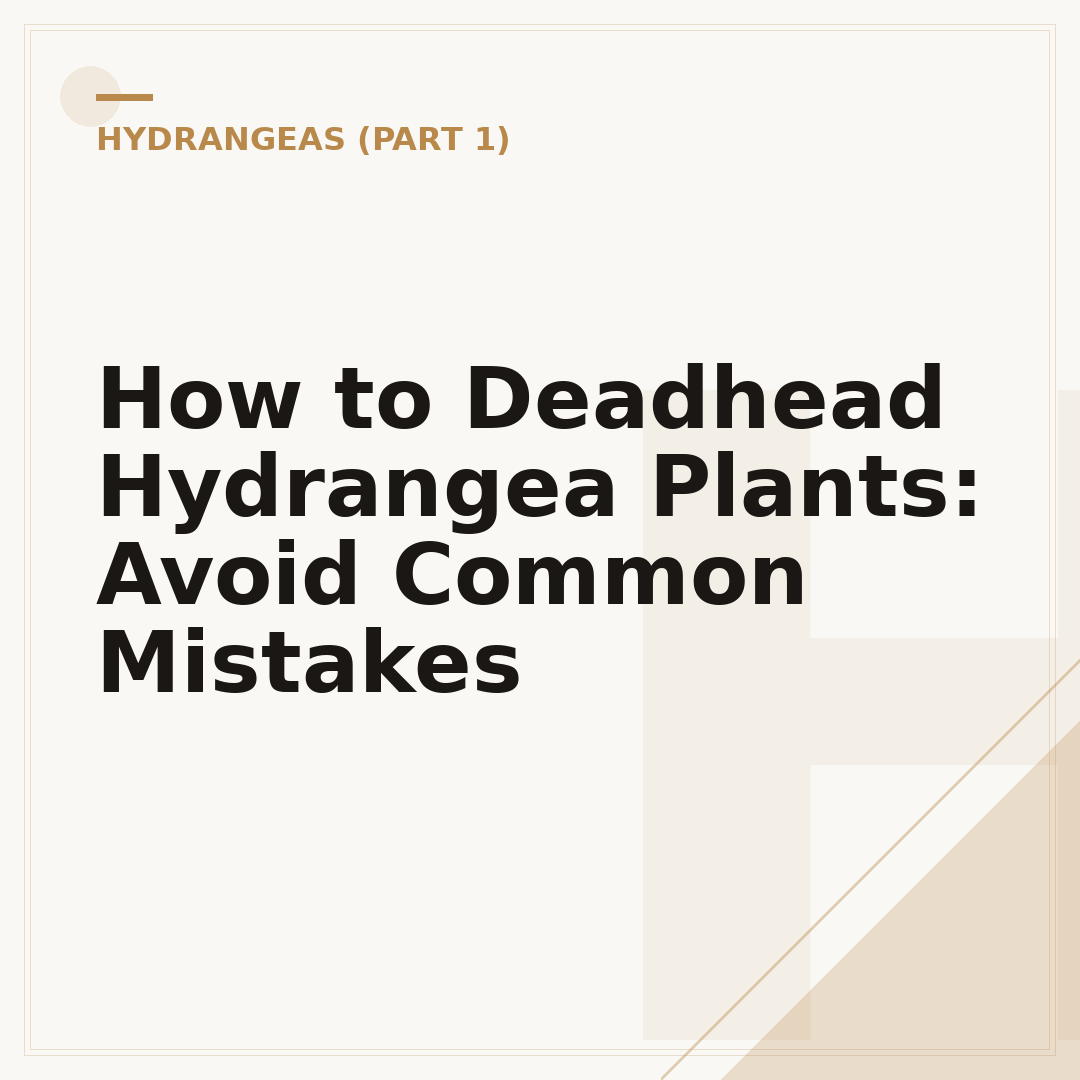 How to Deadhead Hydrangea Plants: Avoid Common Mistakes