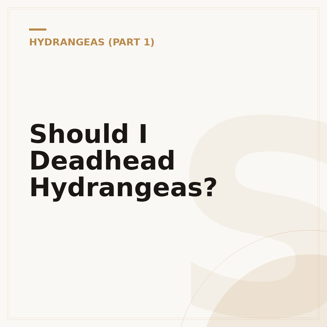 Should I Deadhead Hydrangeas?