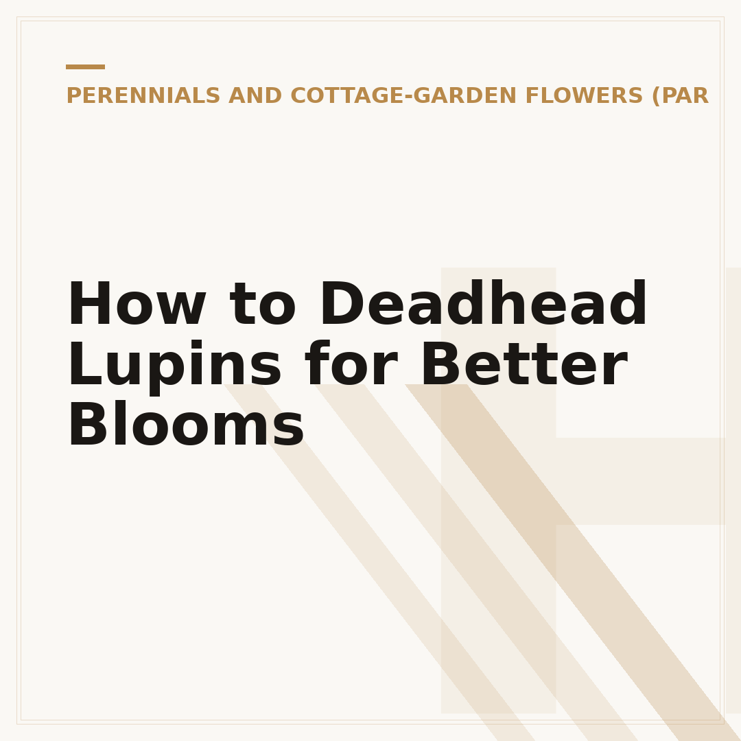 How to Deadhead Lupins for Better Blooms