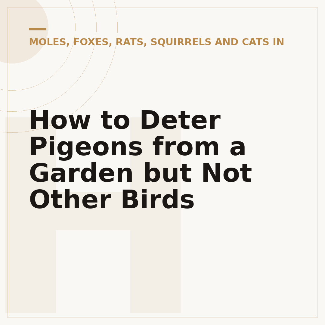 How to Deter Pigeons from a Garden but Not Other Birds