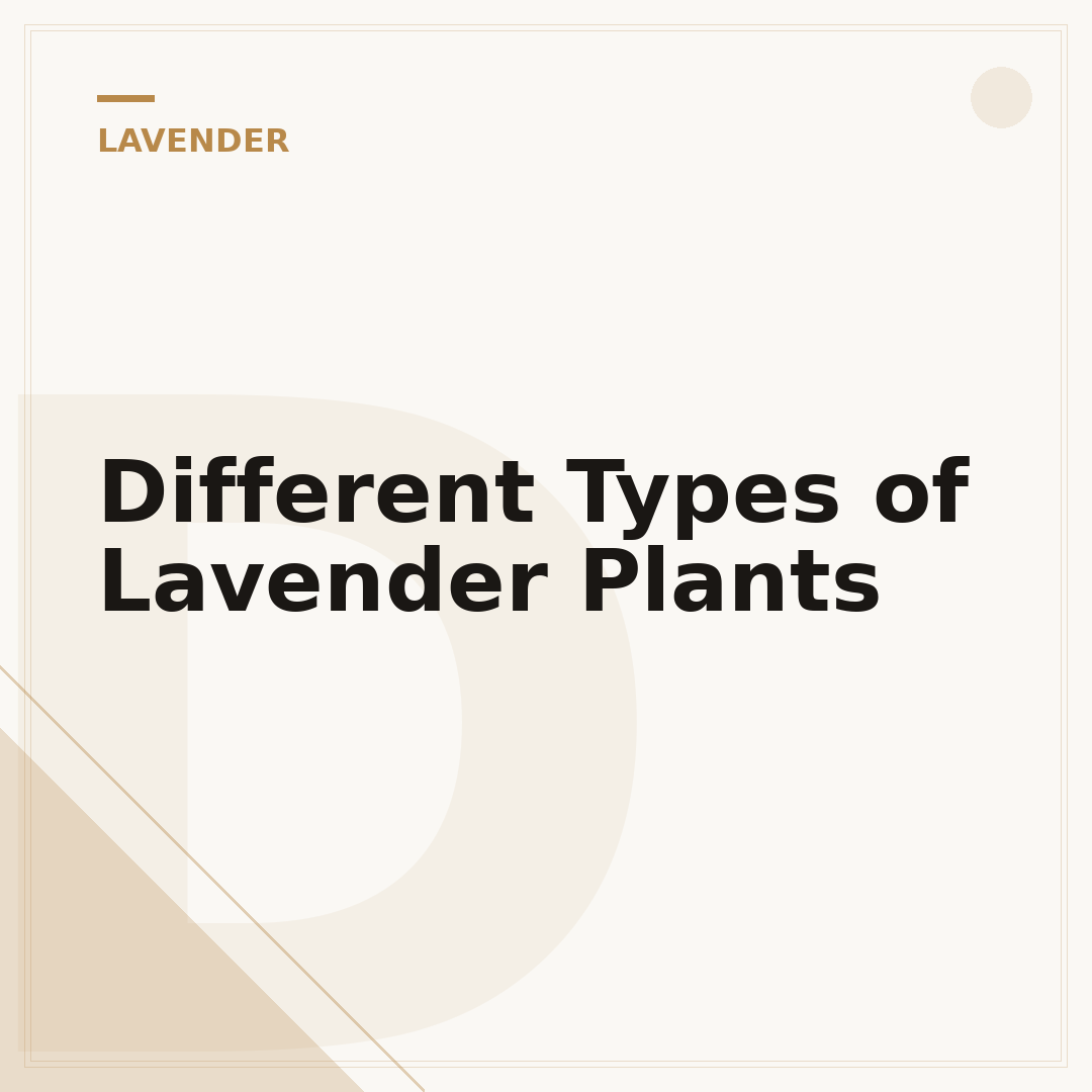 Different Types of Lavender Plants
