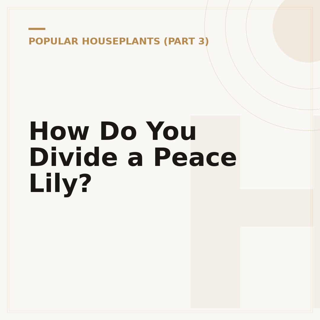 How Do You Divide a Peace Lily?