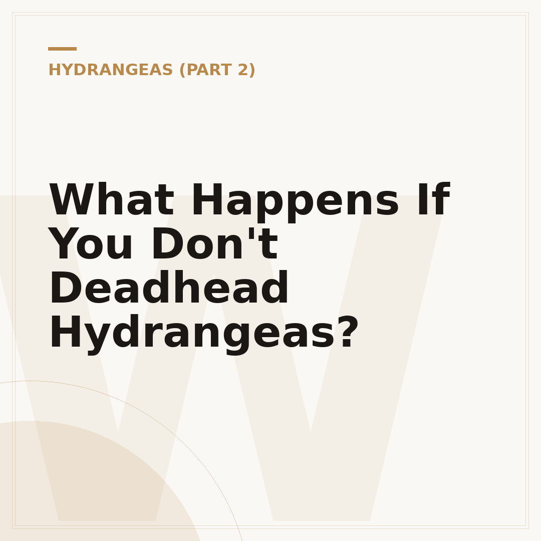 What Happens If You Don't Deadhead Hydrangeas?