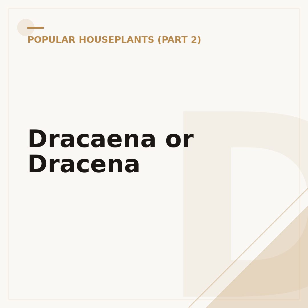 Dracaena or Dracena