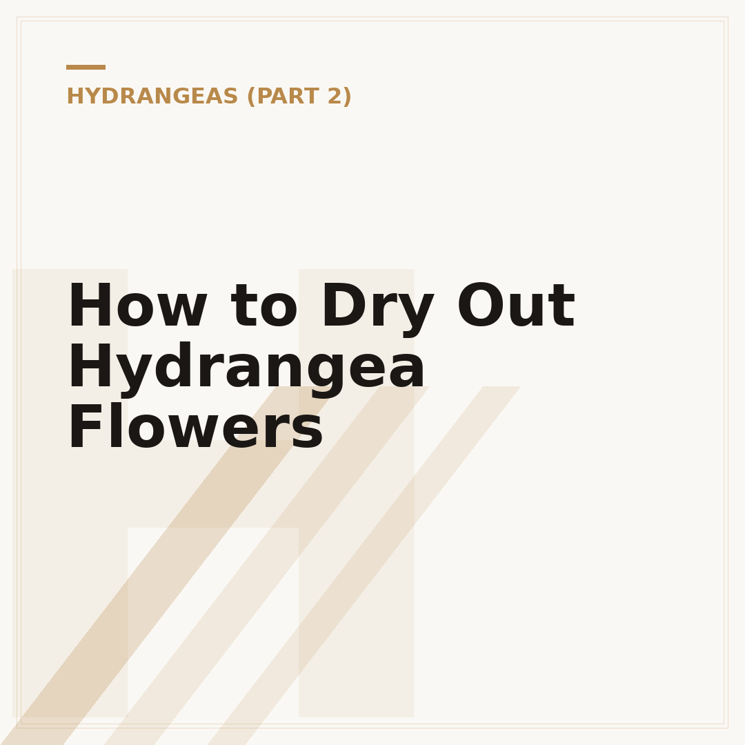 How to Dry Out Hydrangea Flowers