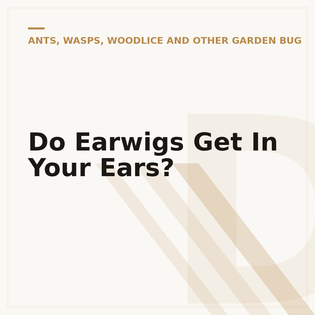 Do Earwigs Get In Your Ears?