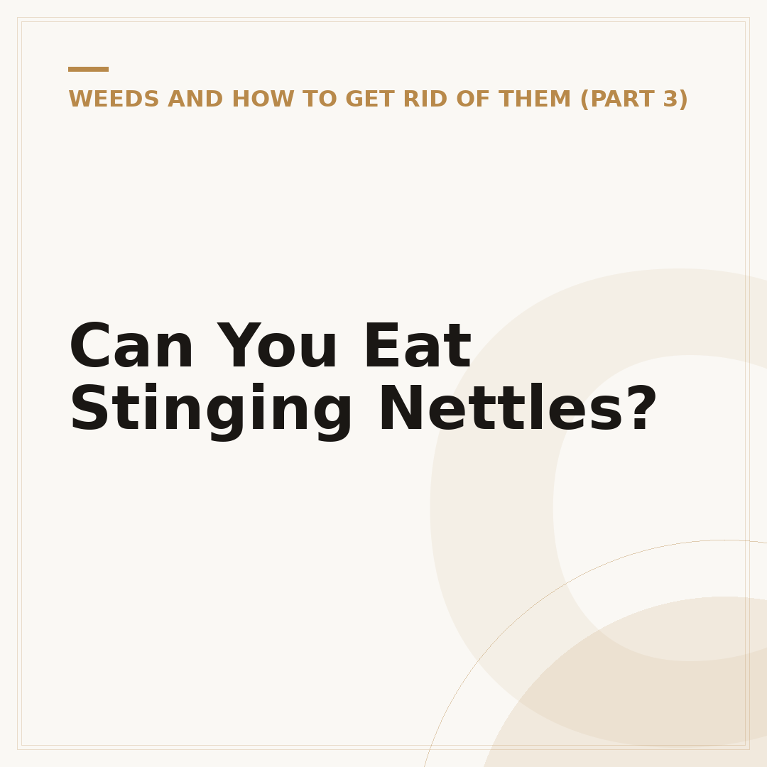 Can You Eat Stinging Nettles?