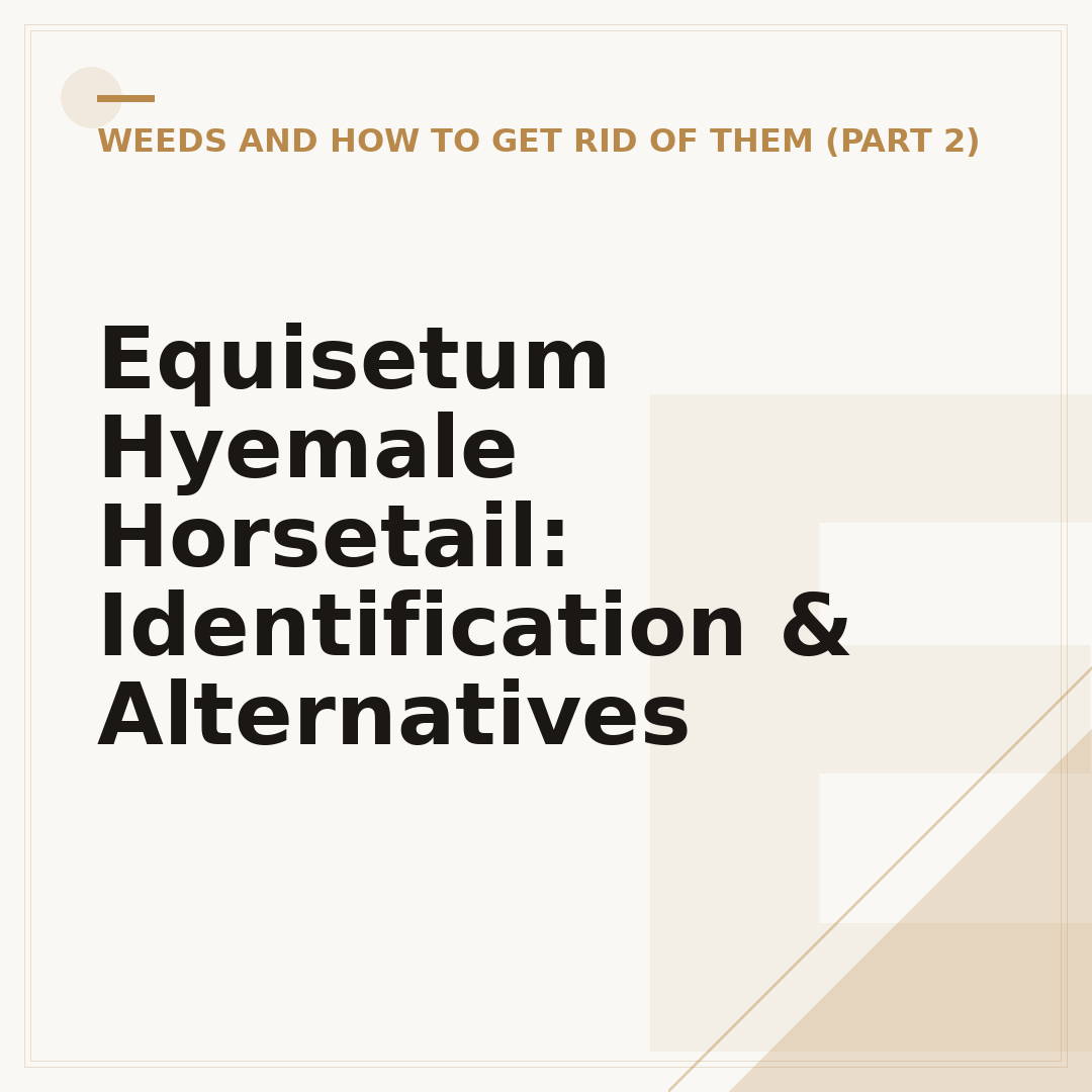 Equisetum Hyemale Horsetail: Identification & Alternatives