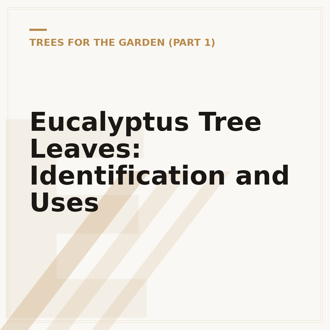 Eucalyptus Tree Leaves: Identification and Uses