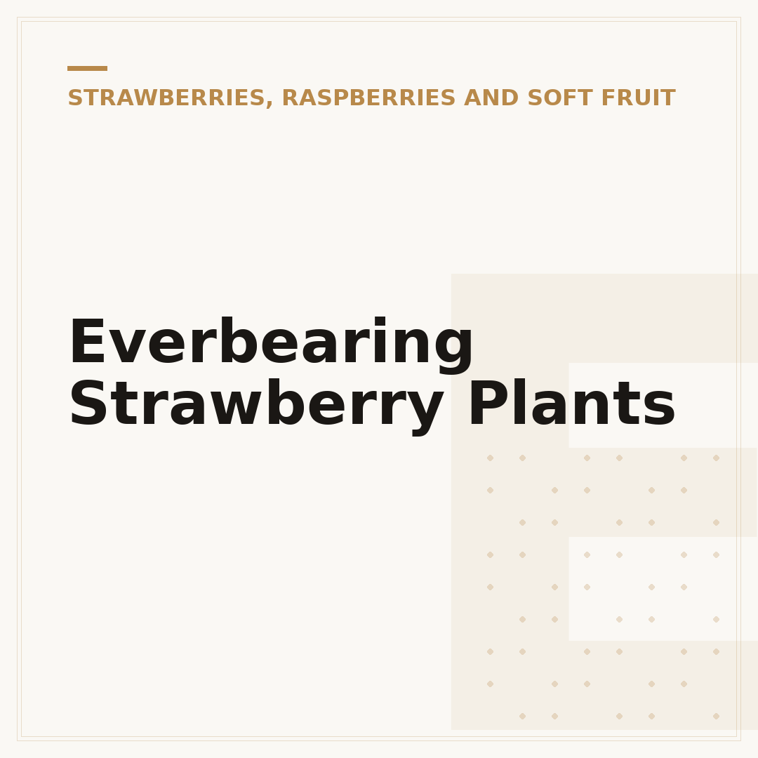 Everbearing Strawberry Plants