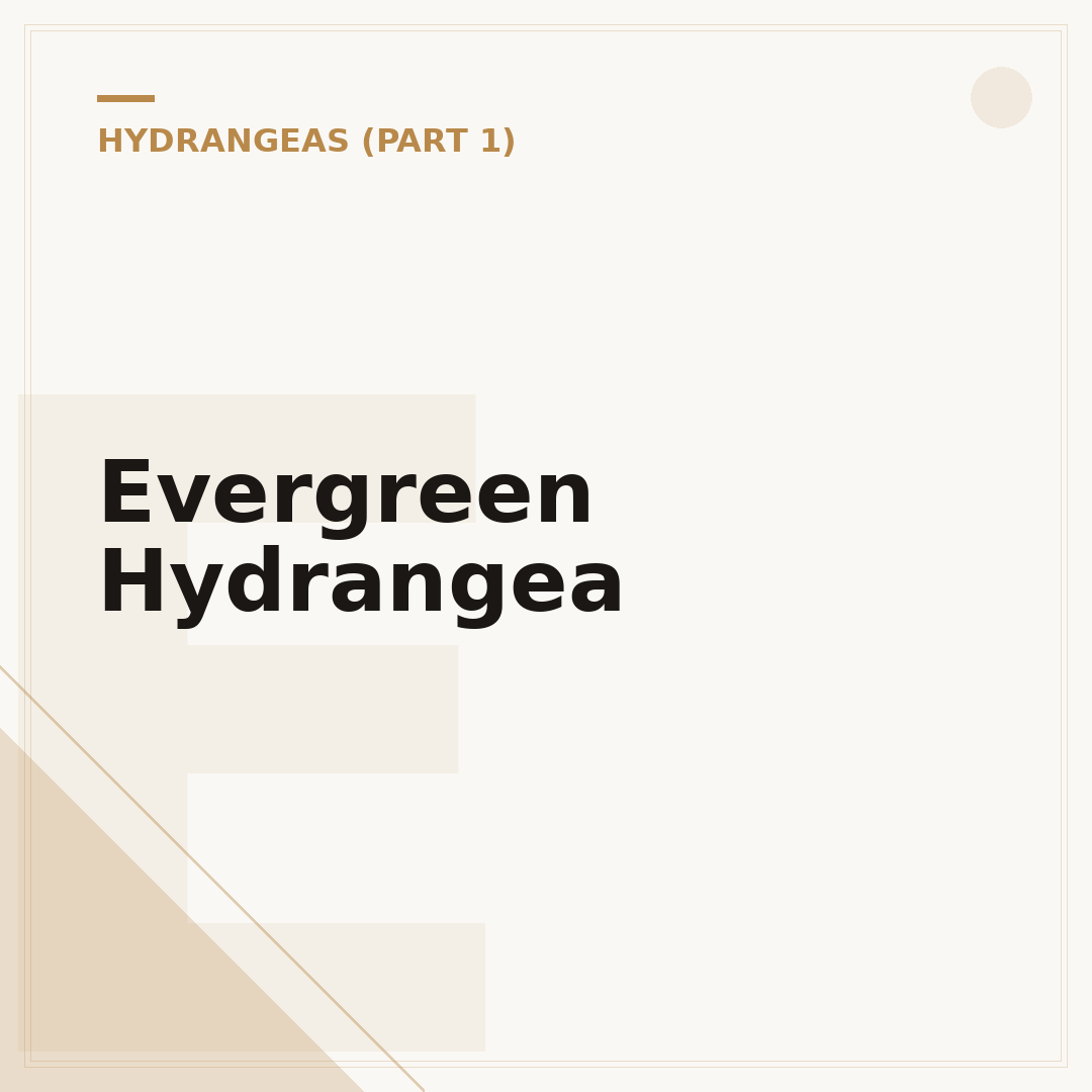 Evergreen Hydrangea