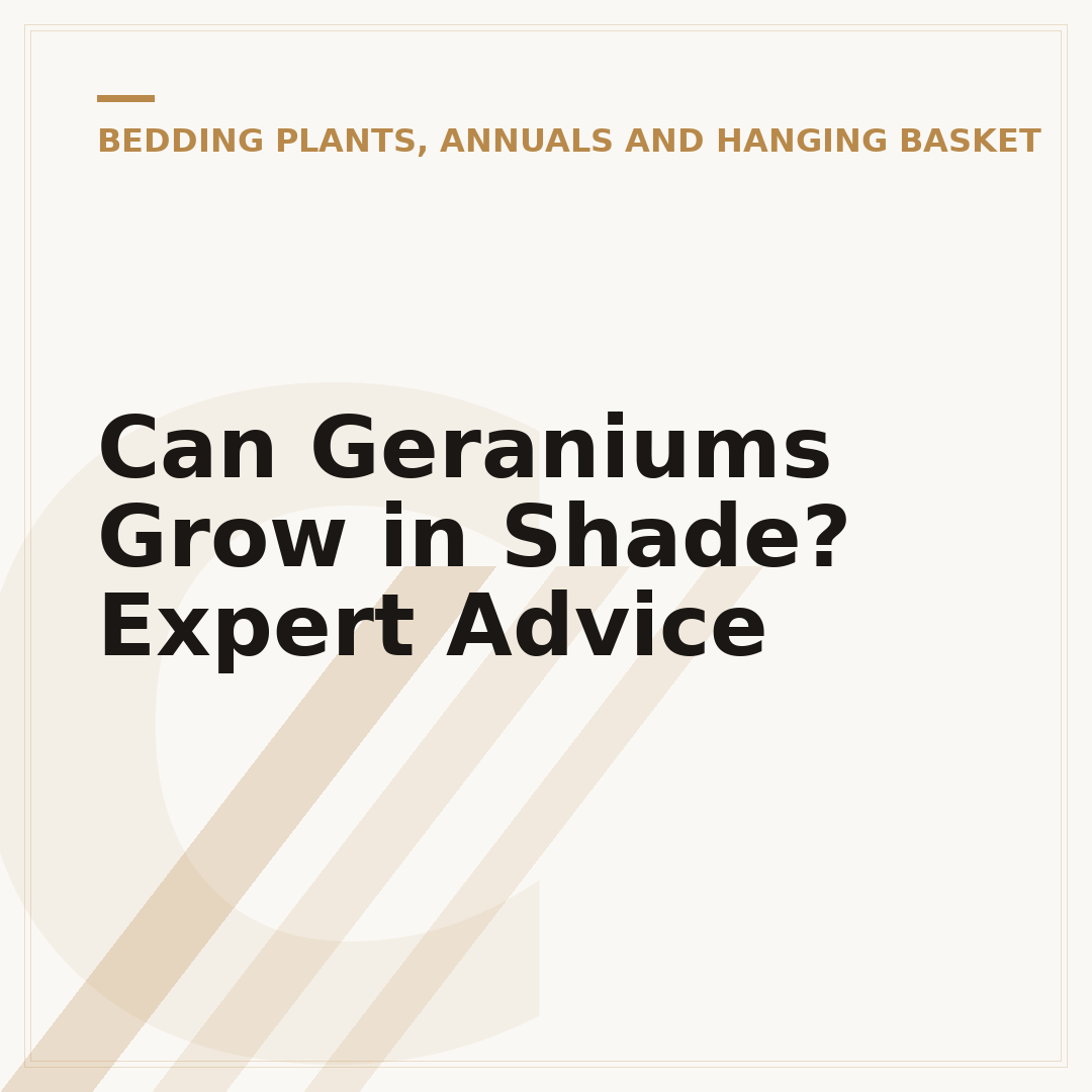 Can Geraniums Grow in Shade? Expert Advice