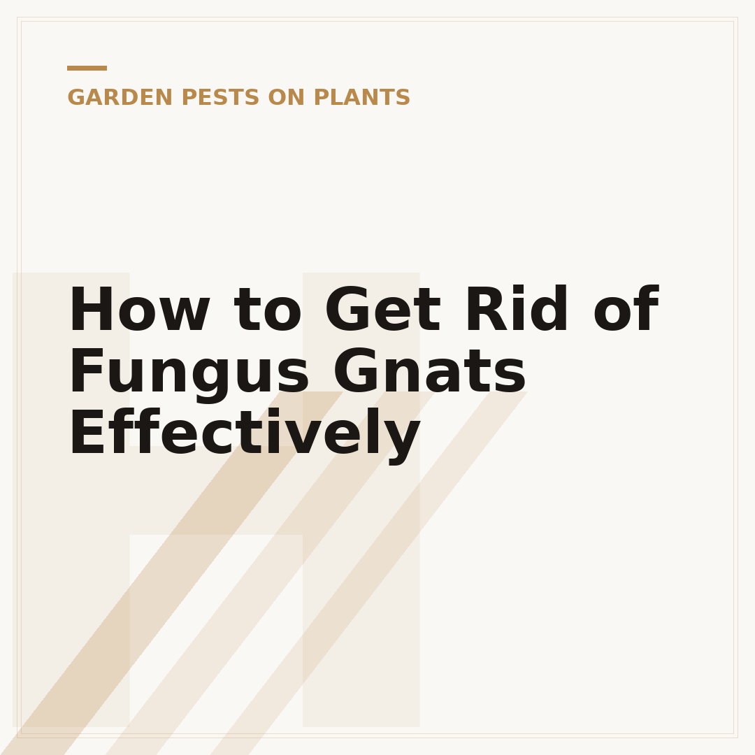 How to Get Rid of Fungus Gnats Effectively