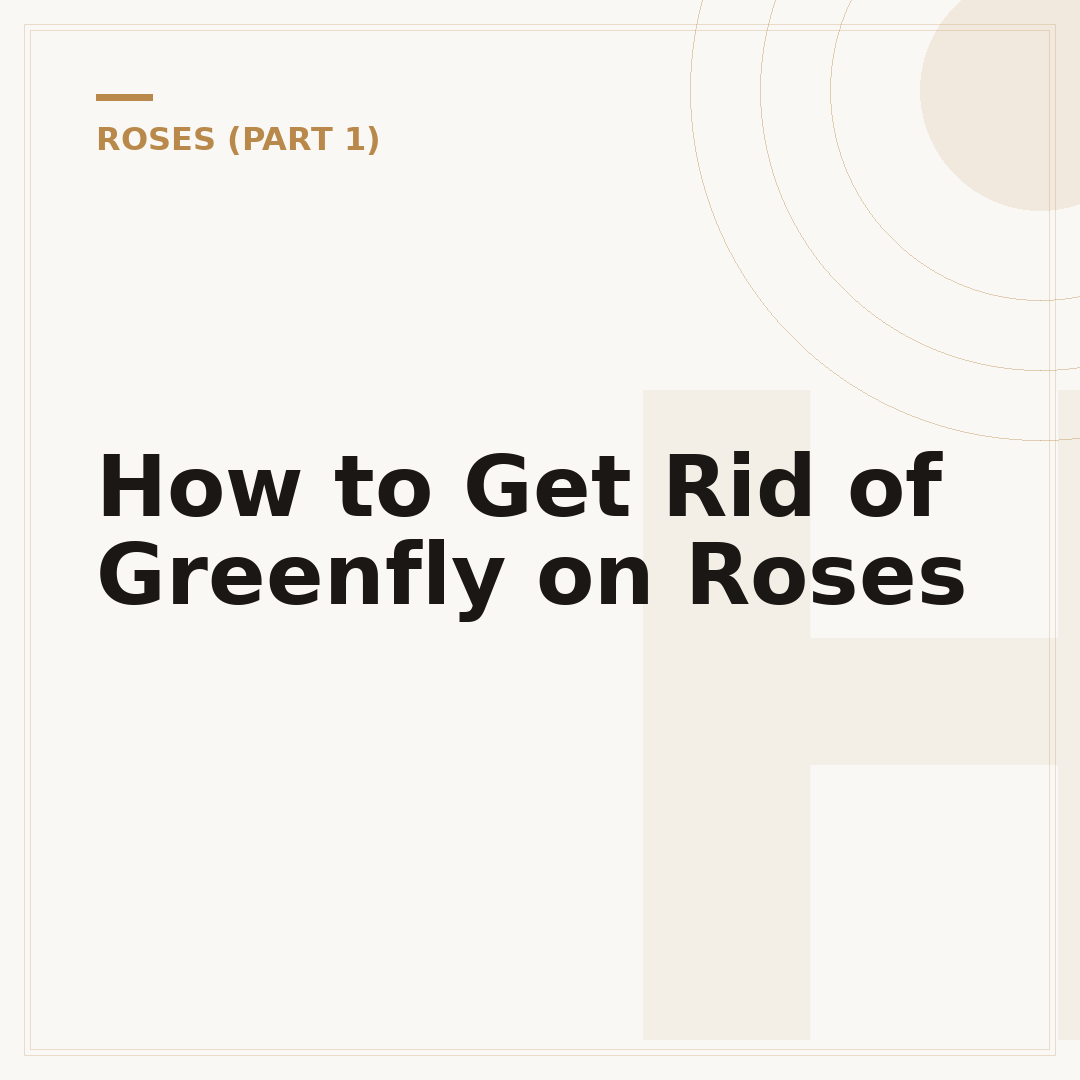 How to Get Rid of Greenfly on Roses