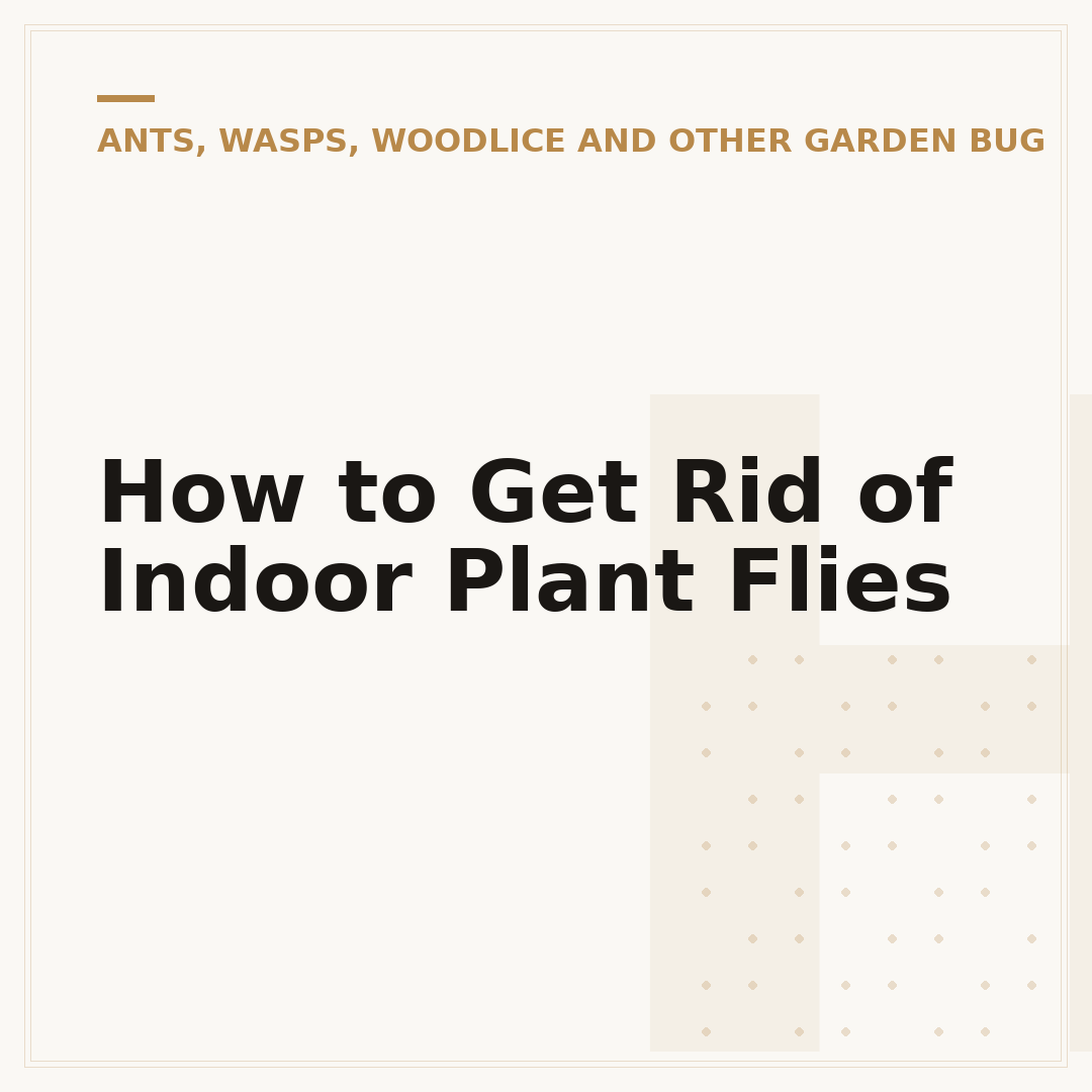 How to Get Rid of Indoor Plant Flies