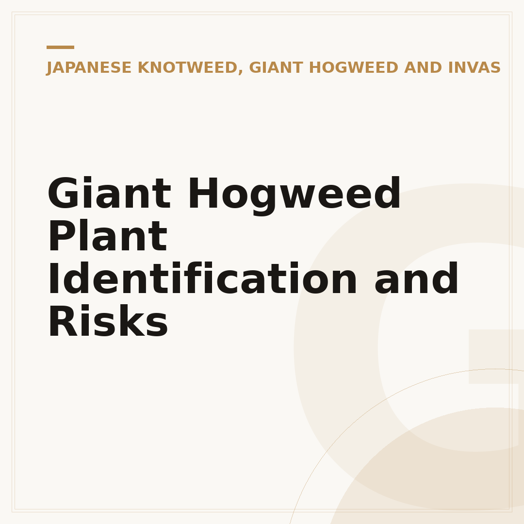 Giant Hogweed Plant Identification and Risks