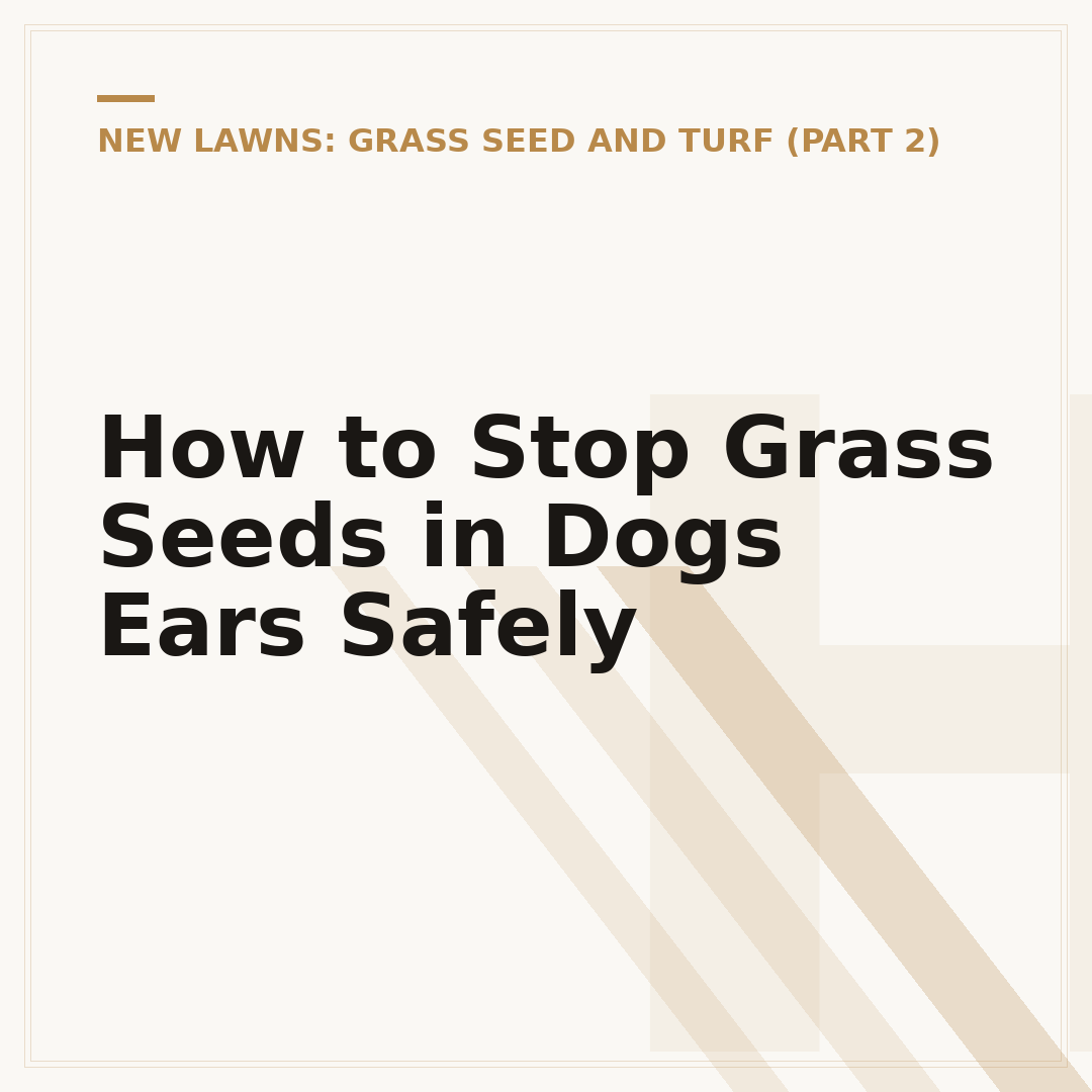 How to Stop Grass Seeds in Dogs Ears Safely