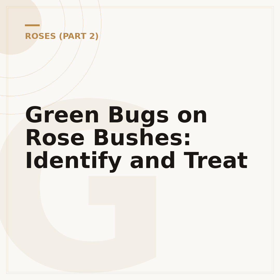 Green Bugs on Rose Bushes: Identify and Treat