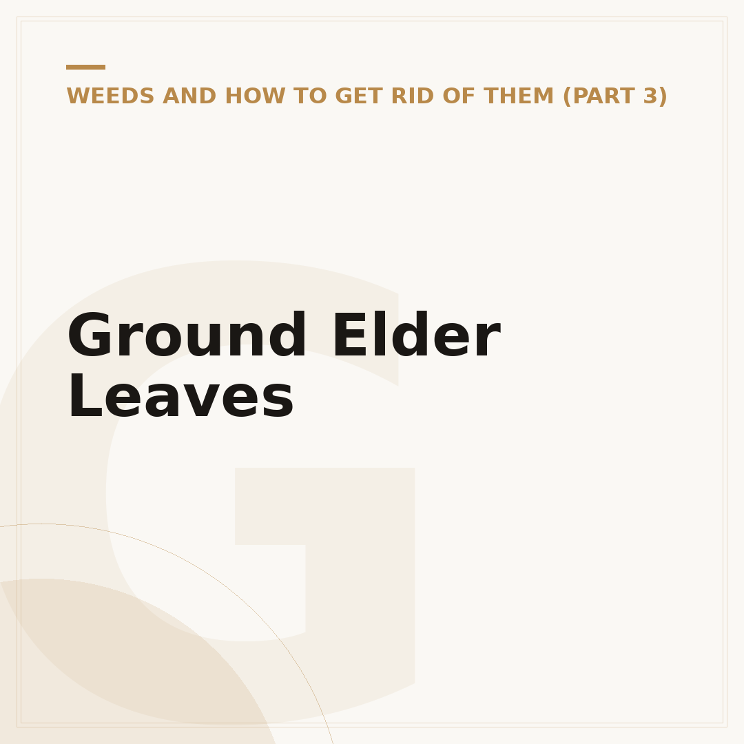 Ground Elder Leaves
