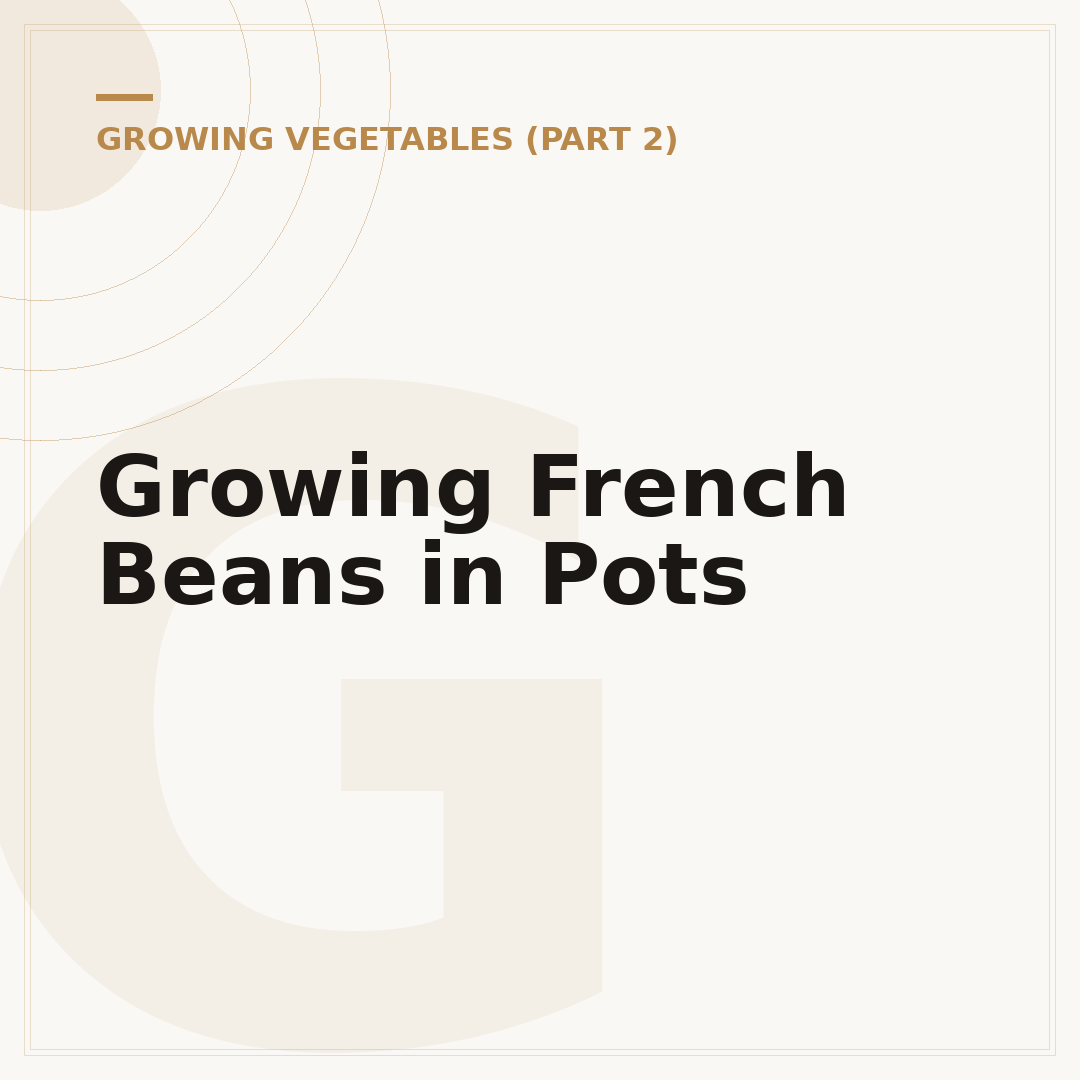 Growing French Beans in Pots