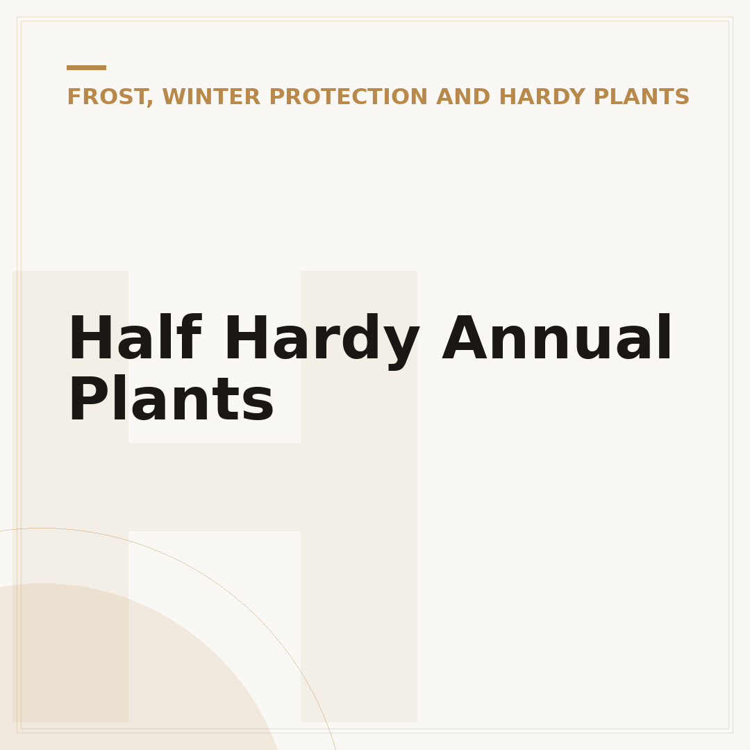 Half Hardy Annual Plants