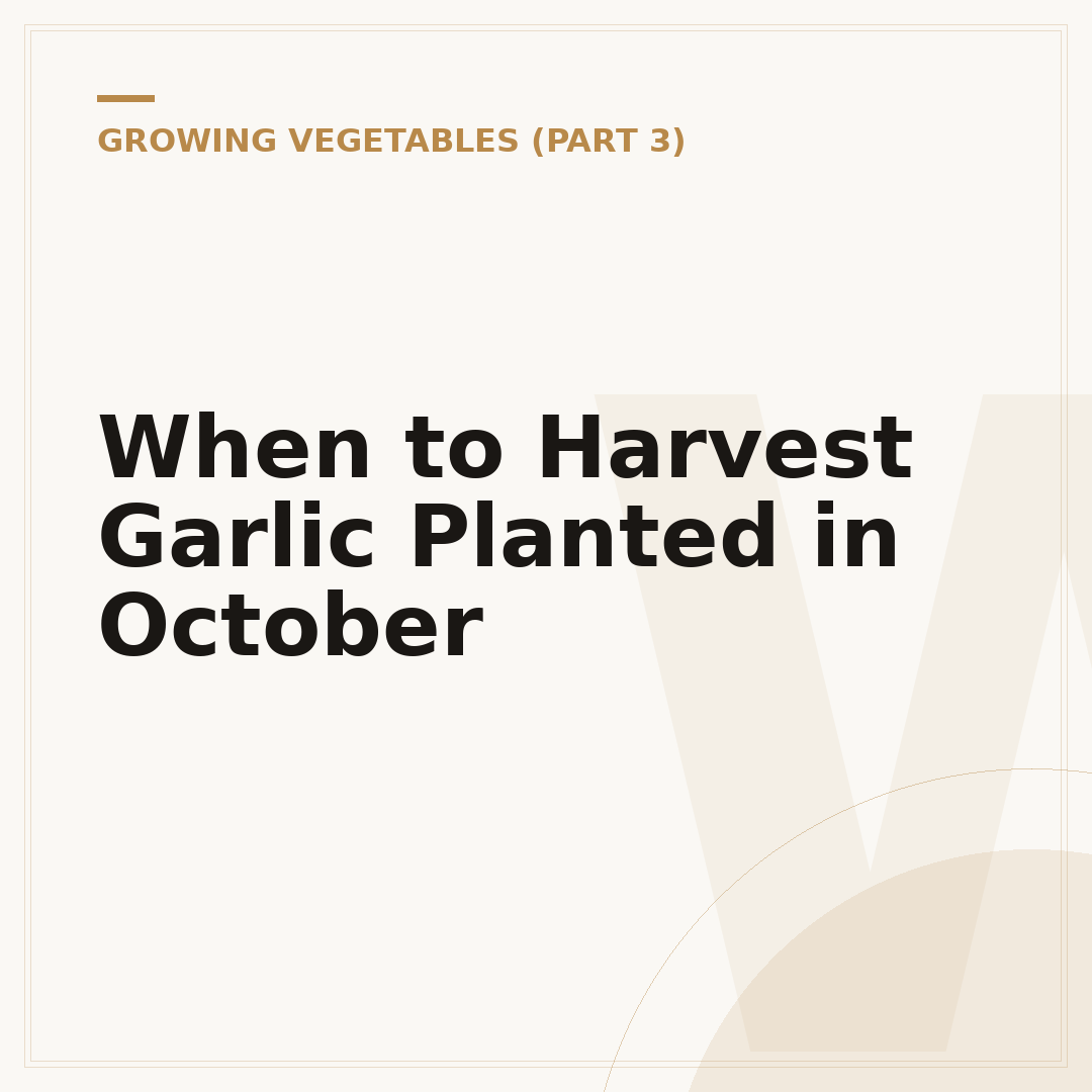 When to Harvest Garlic Planted in October