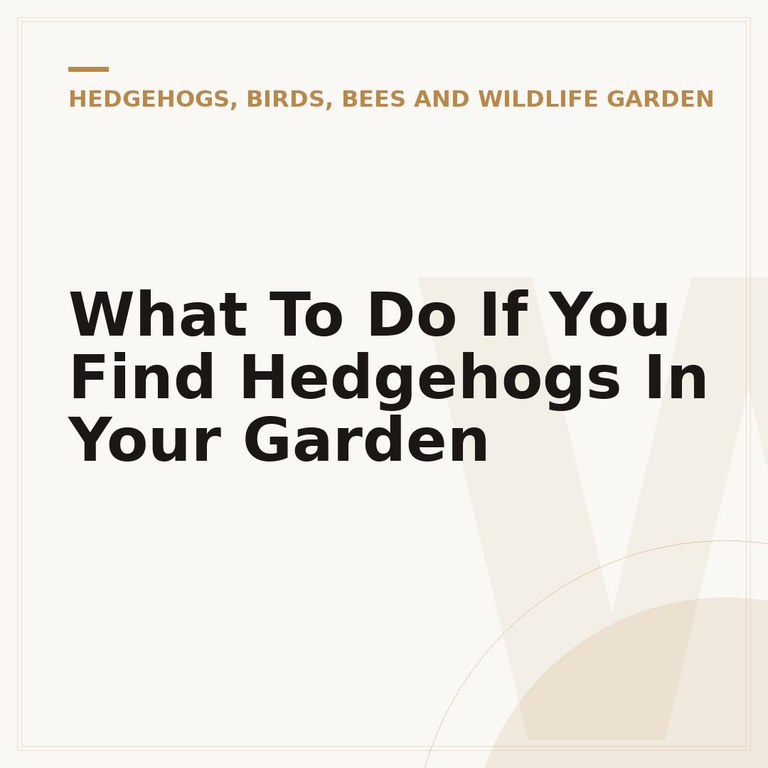 What To Do If You Find Hedgehogs In Your Garden