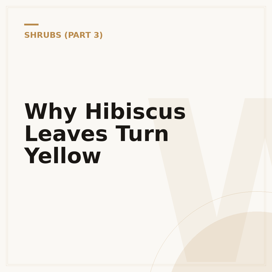 Why Hibiscus Leaves Turn Yellow