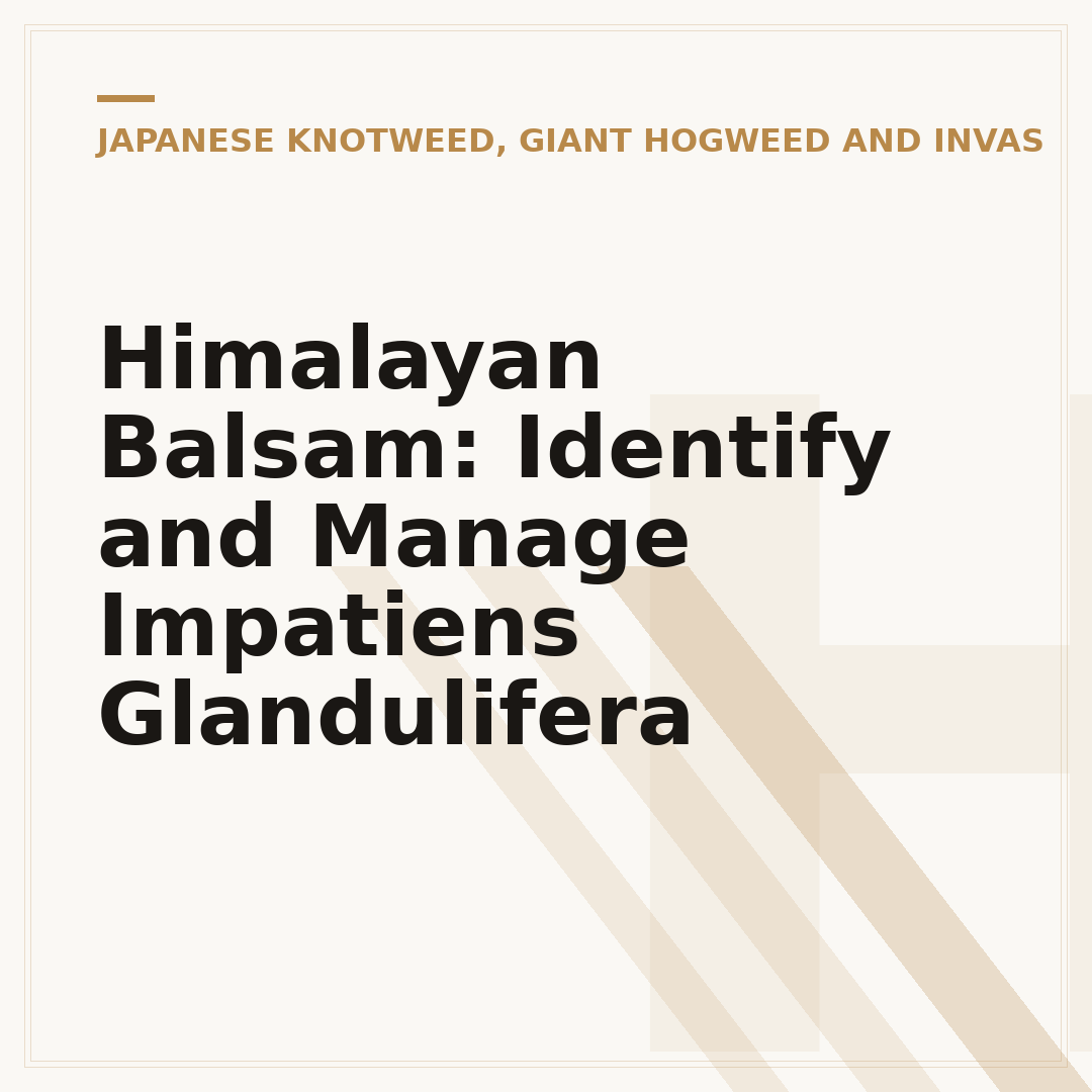 Himalayan Balsam: Identify and Manage Impatiens Glandulifera