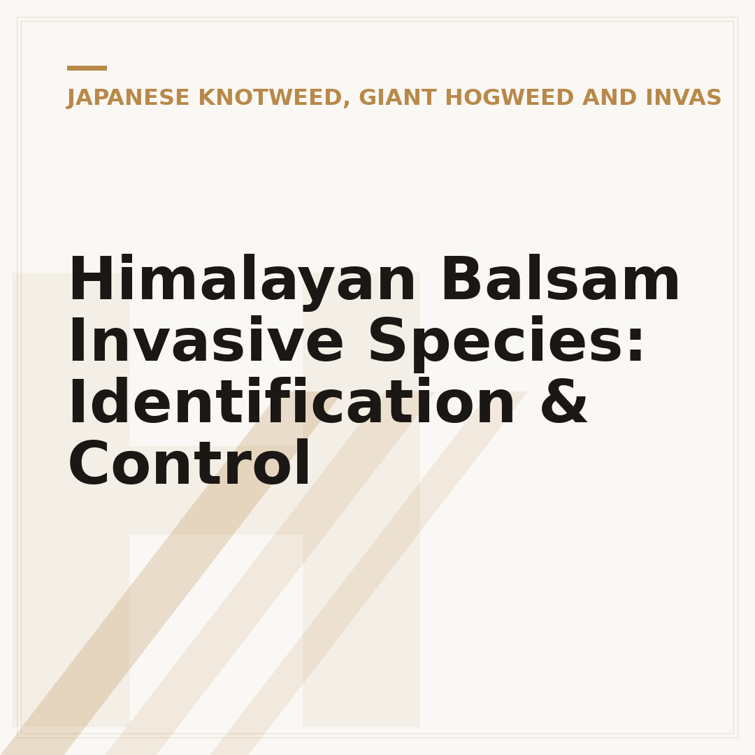 Himalayan Balsam Invasive Species: Identification & Control