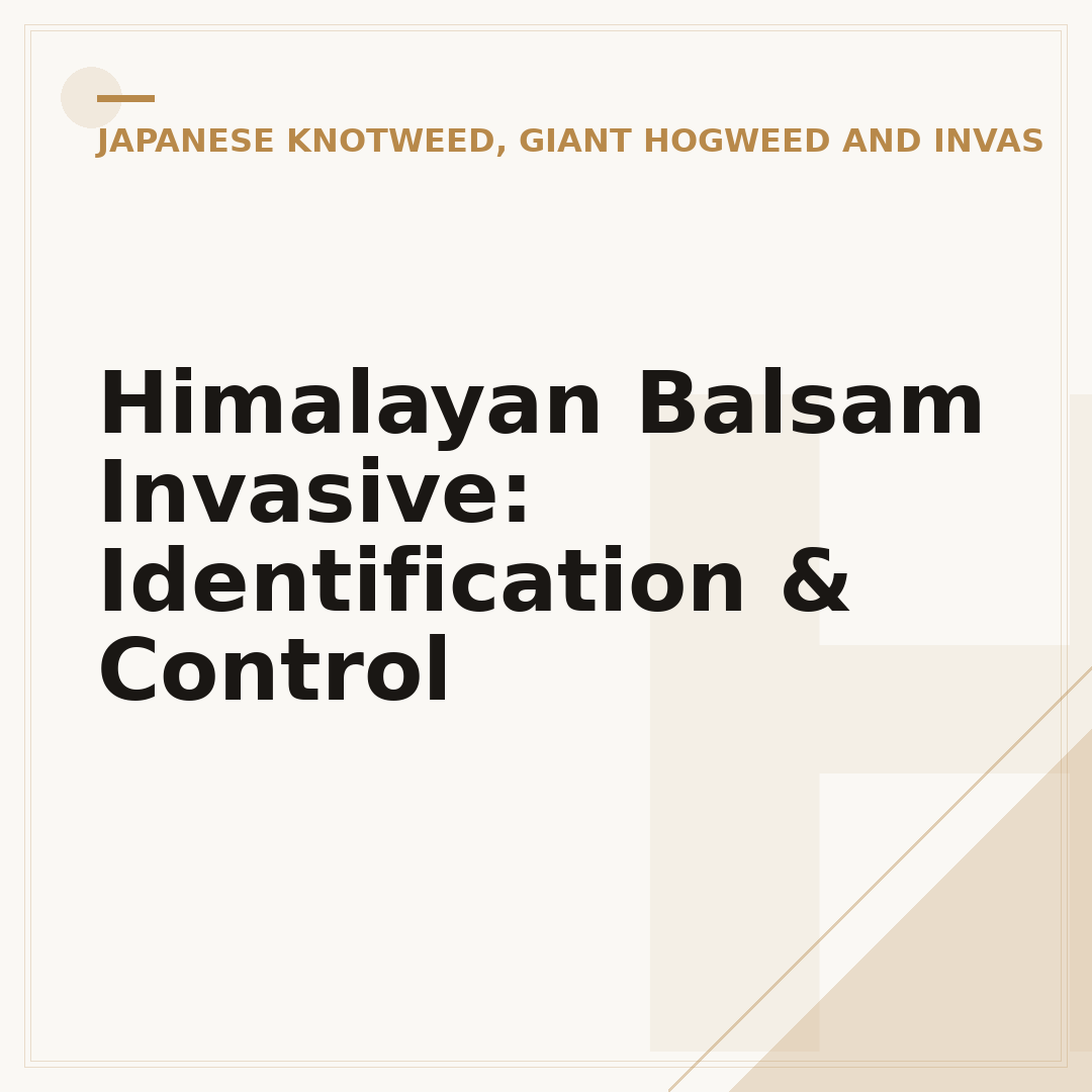 Himalayan Balsam Invasive: Identification & Control