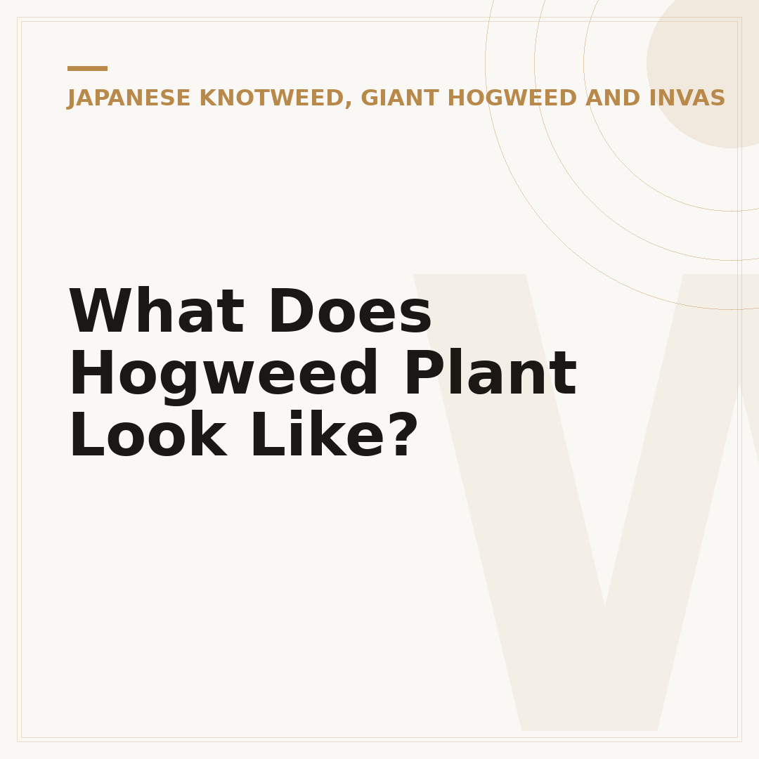 What Does Hogweed Plant Look Like?